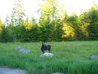 cow moose near Eustis